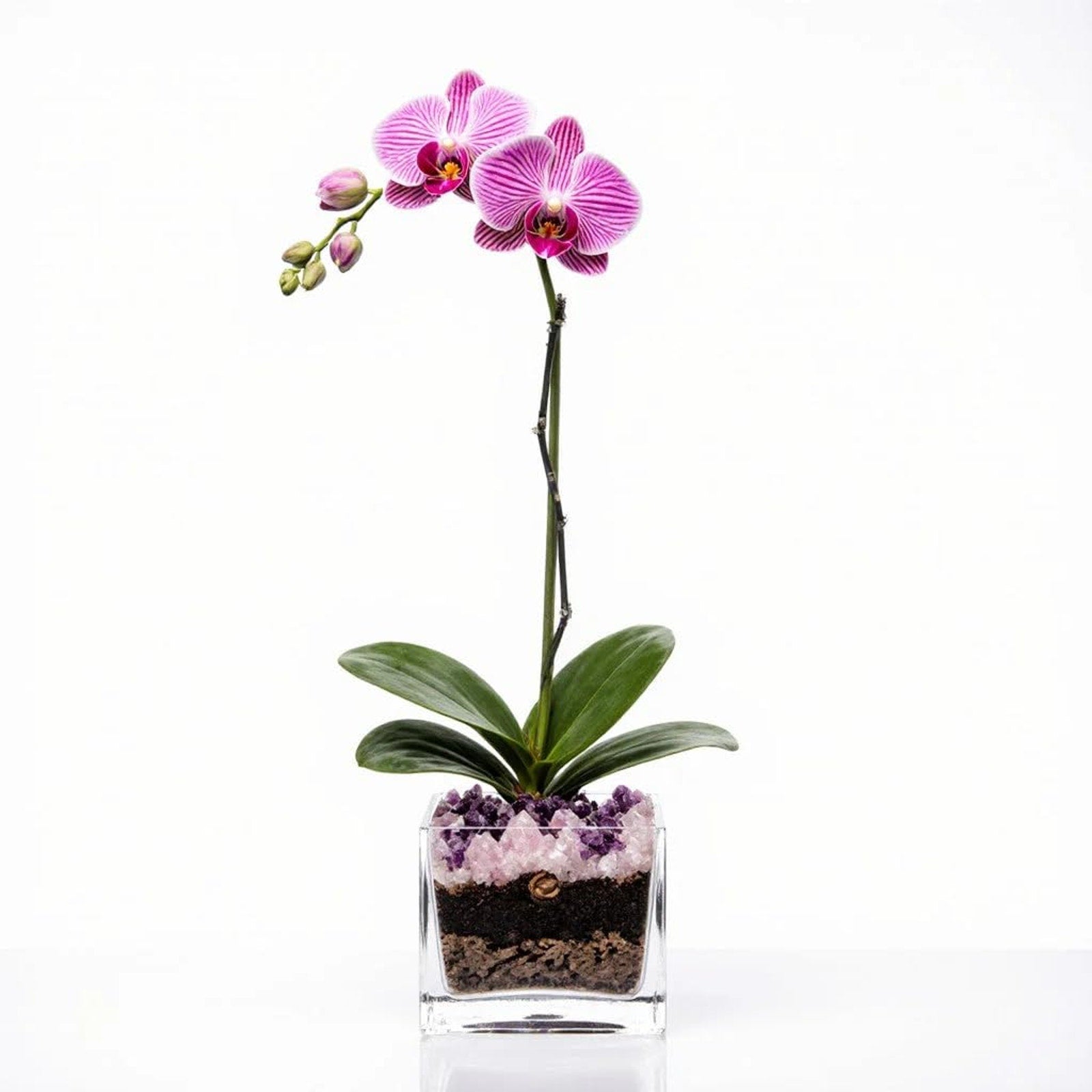 Live Phalaenopsis Orchid Plant - Premium Single Stem with Crystal Accent - Easy Care Indoor Houseplant -Birthday Gift