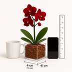 Grounded Harmony - Root Chakra Mini Orchid Garden