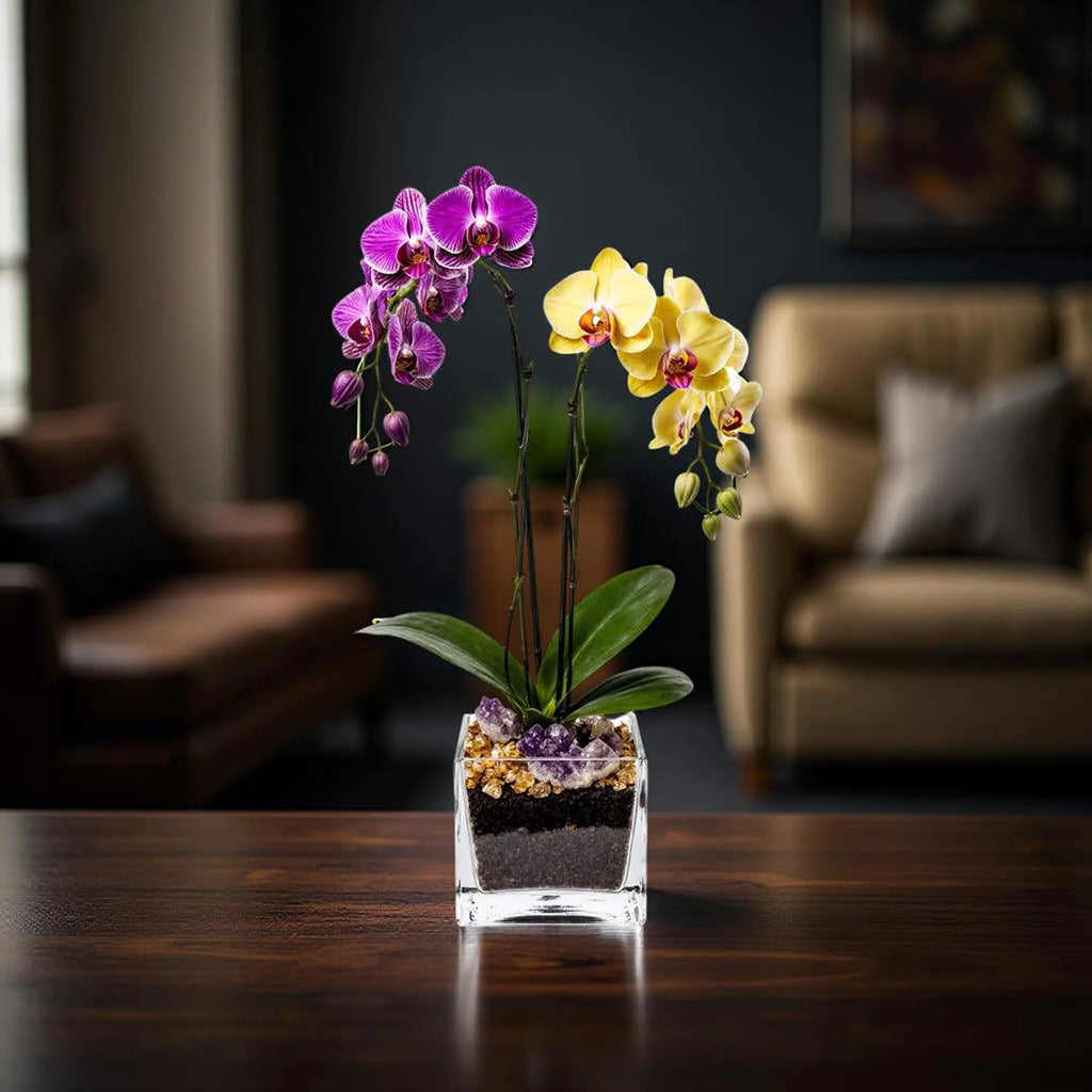 Live Purple and Yellow Double Stem Phalaenopsis Orchid Plant with Citrine and Amethyst - gallery image 2