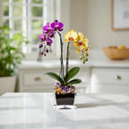 Live Purple and Yellow Double Stem Phalaenopsis Orchid Plant with Citrine and Amethyst - gallery image 4