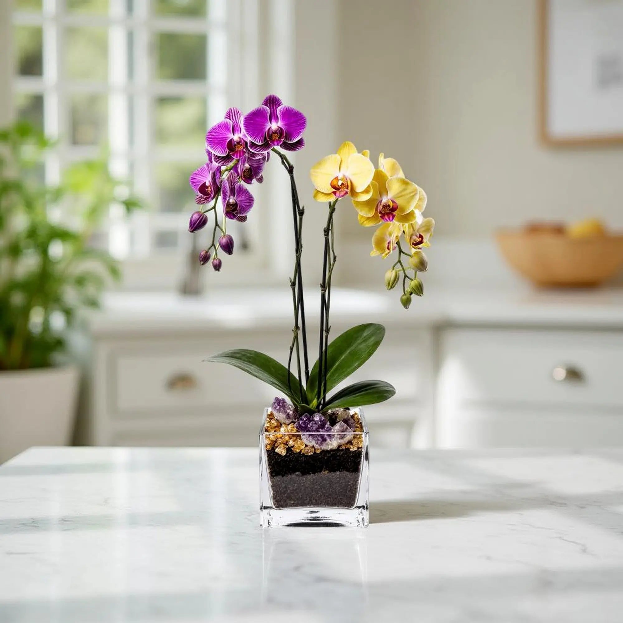 Live Purple and Yellow Double Stem Phalaenopsis Orchid Plant with Citrine and Amethyst - gallery image 4