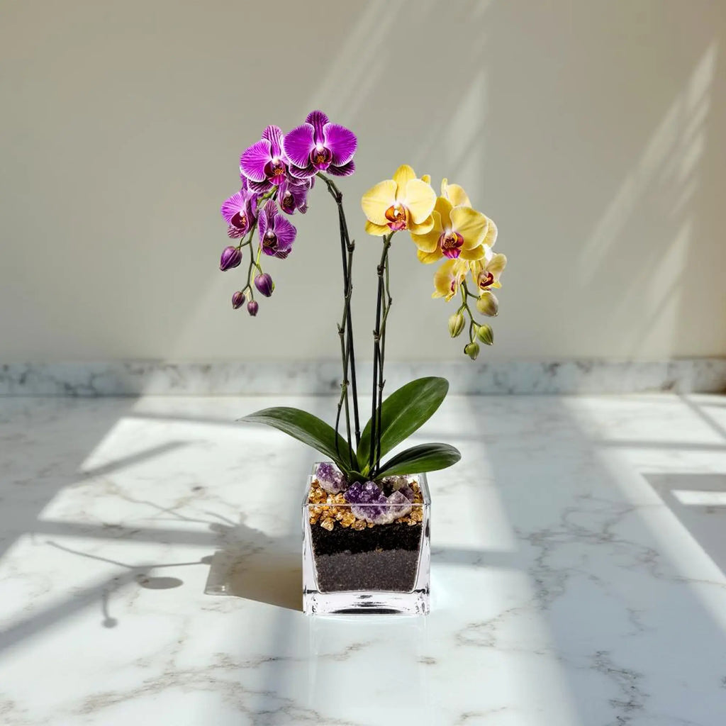 Live Purple and Yellow Double Stem Phalaenopsis Orchid Plant with Citrine and Amethyst - gallery image 6