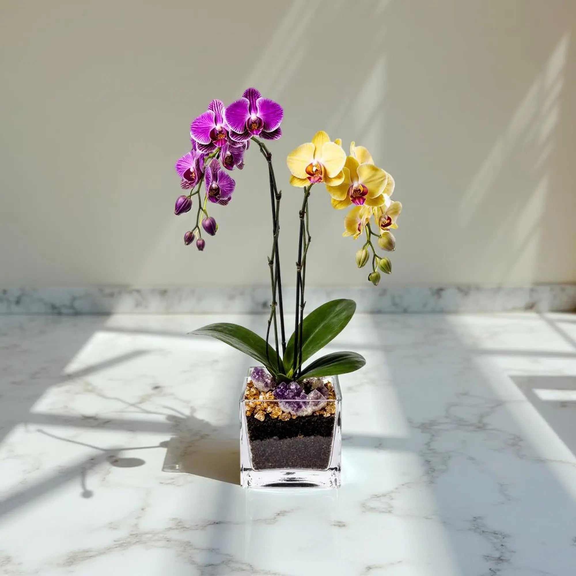 Live Purple and Yellow Double Stem Phalaenopsis Orchid Plant with Citrine and Amethyst - gallery image 6