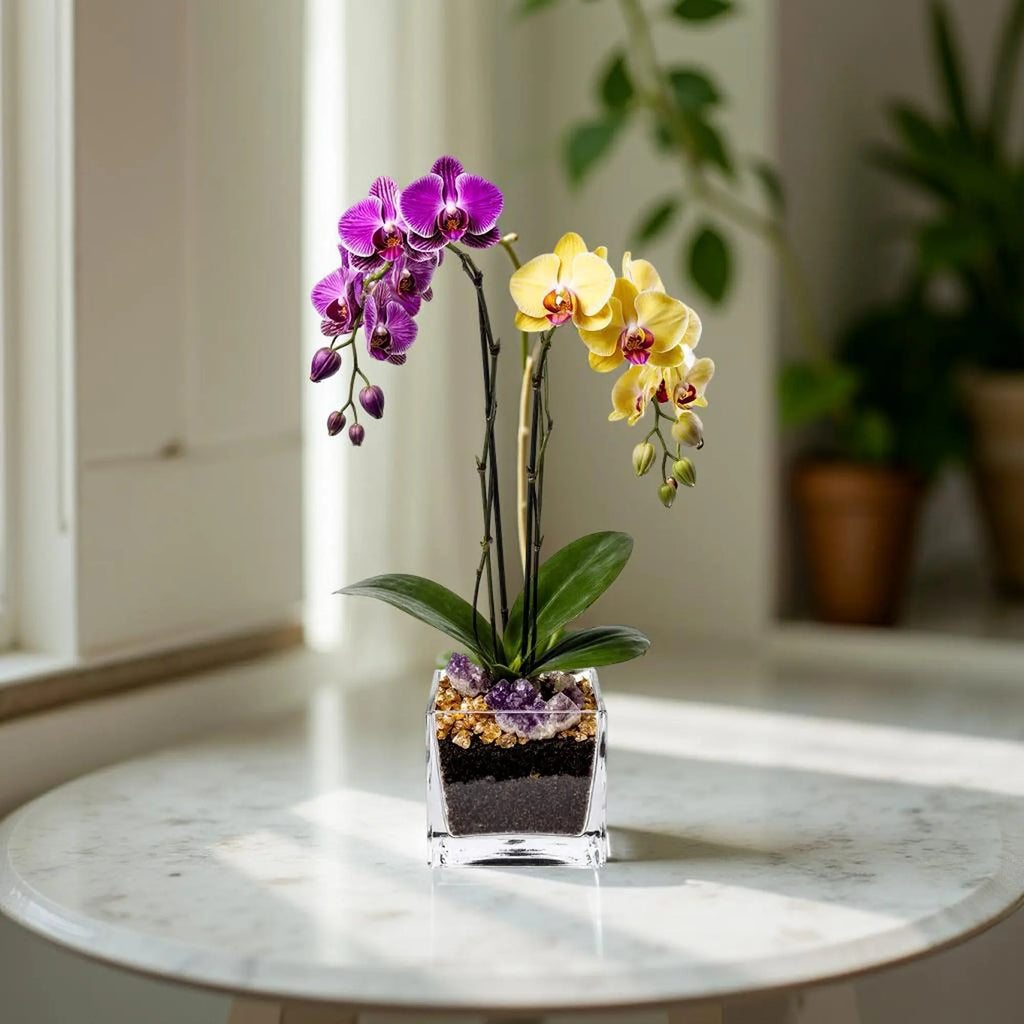 Live Purple and Yellow Double Stem Phalaenopsis Orchid Plant with Citrine and Amethyst - gallery image 7