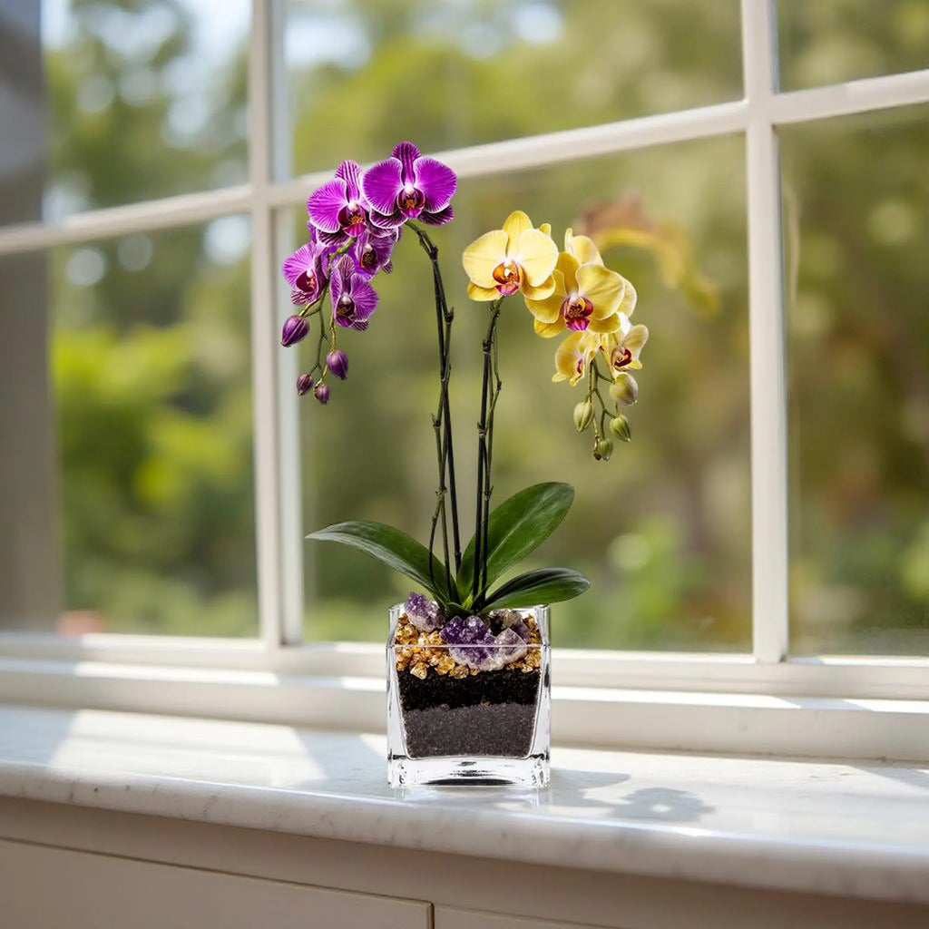Live Purple and Yellow Double Stem Phalaenopsis Orchid Plant with Citrine and Amethyst - gallery image 8