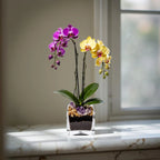 Live Purple and Yellow Double Stem Phalaenopsis Orchid Plant with Citrine and Amethyst - gallery image 9
