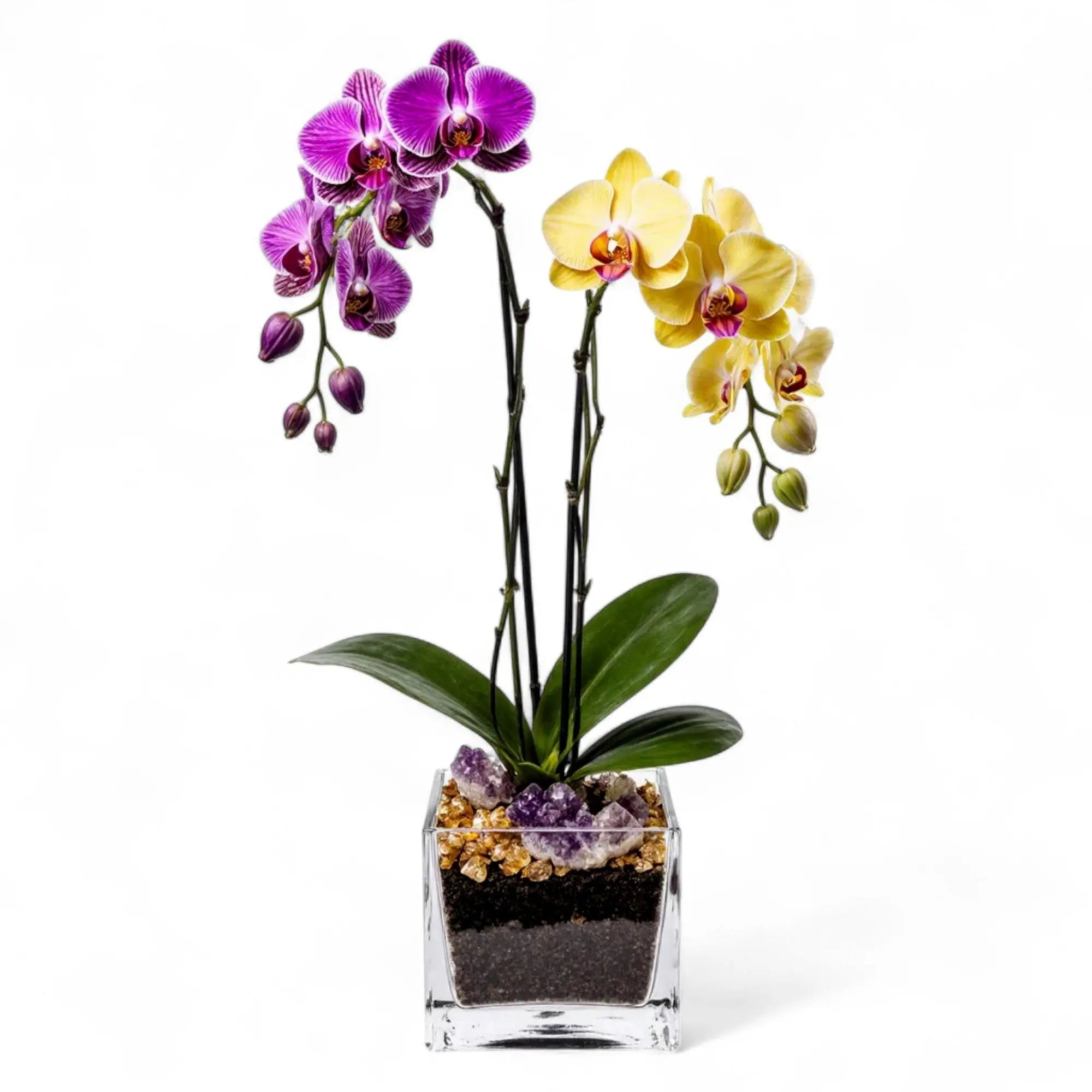 Live purple and yellow double stem Phalaenopsis orchid plant with citrine and amethyst