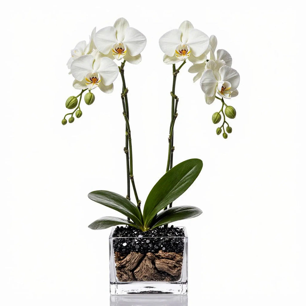 Live white double stem Phalaenopsis orchid plant with obsidian