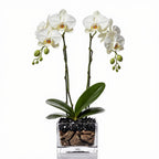 Live white double stem Phalaenopsis orchid plant with obsidian