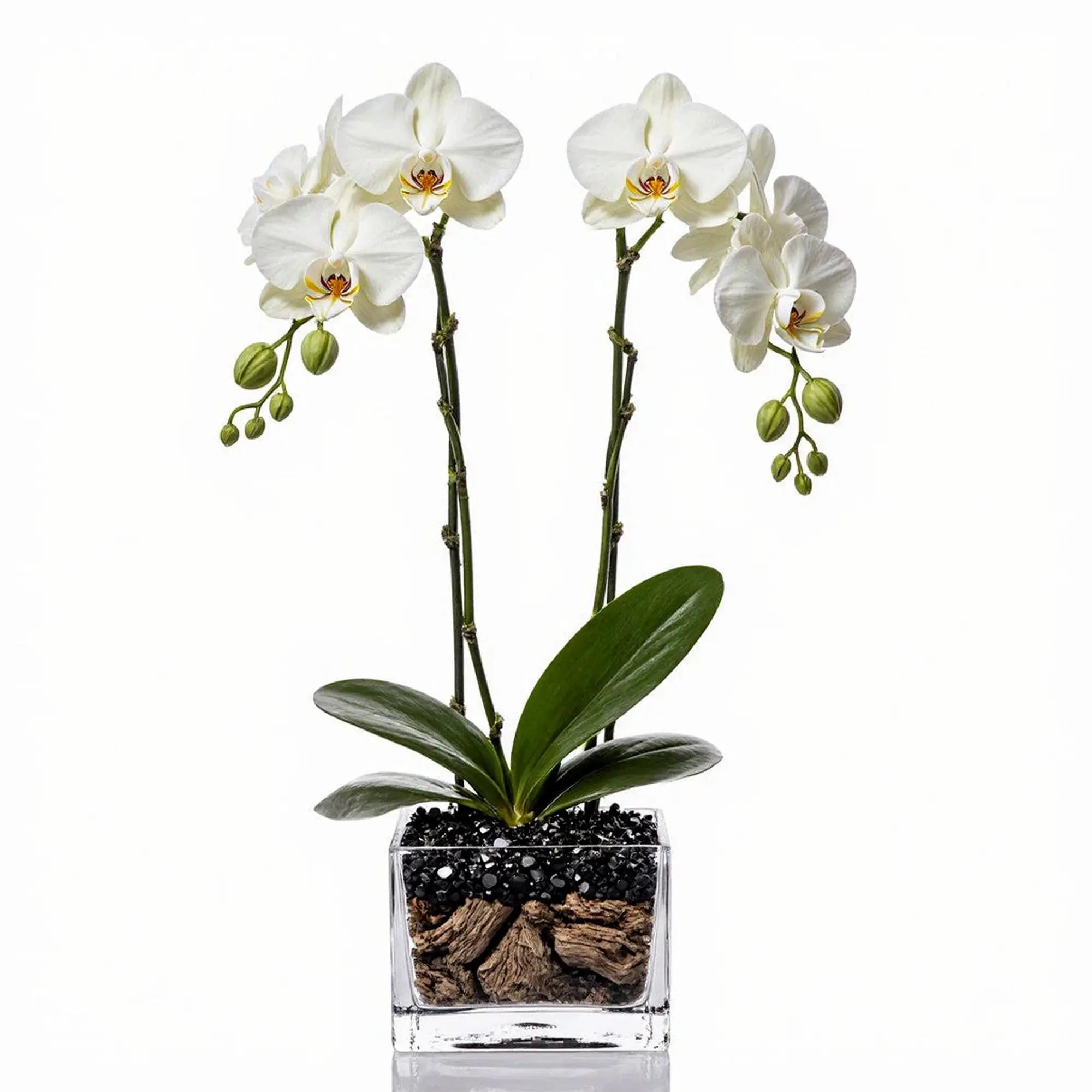 Live white double stem Phalaenopsis orchid plant with obsidian