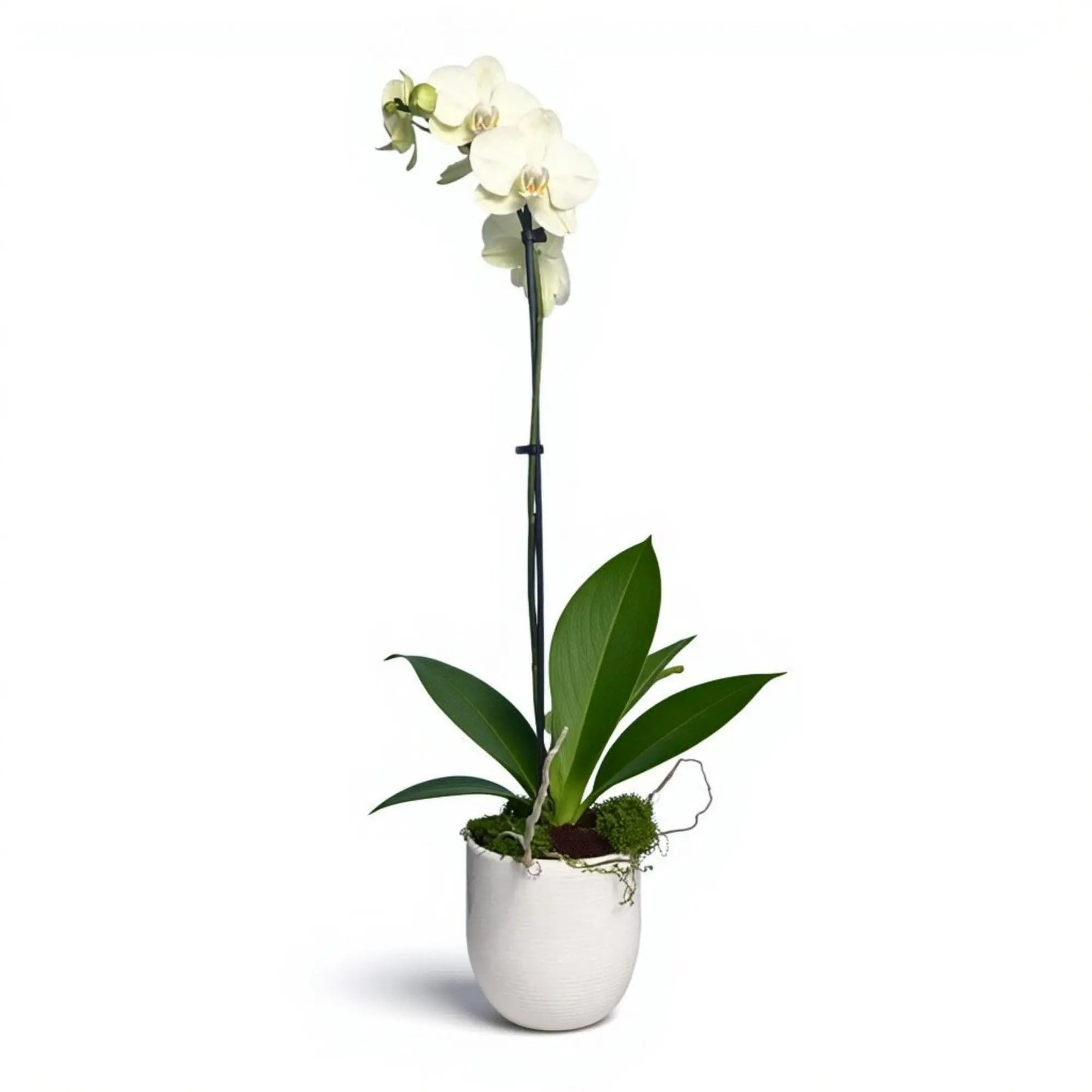 Live white Phalaenopsis orchid plant premium indoor flowering orchid