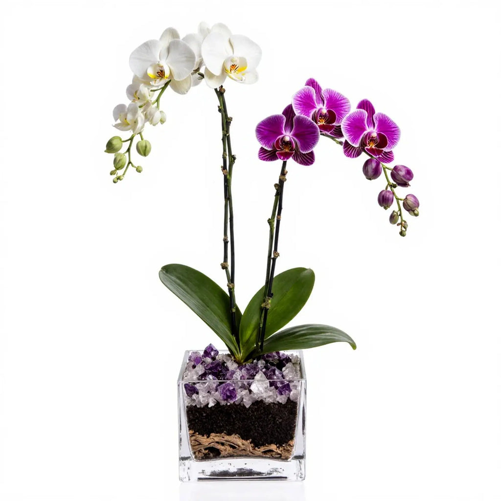 Live white and purple double stem Phalaenopsis orchid plant with clear quartz and amethyst