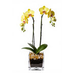 Live yellow double stem Phalaenopsis orchid plant with citrine quartz