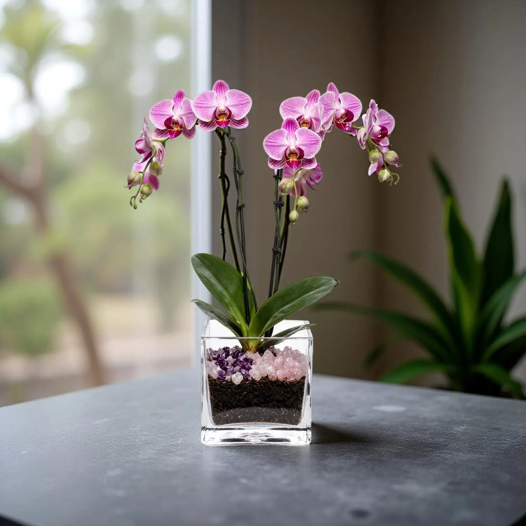 Premium Pink Phalaenopsis Orchid Plant - gallery image 2