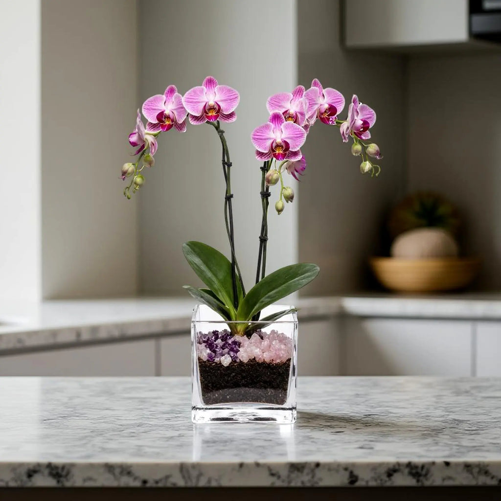 Premium Pink Phalaenopsis Orchid Plant - gallery image 3