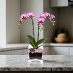 Premium Pink Phalaenopsis Orchid Plant - gallery image 3