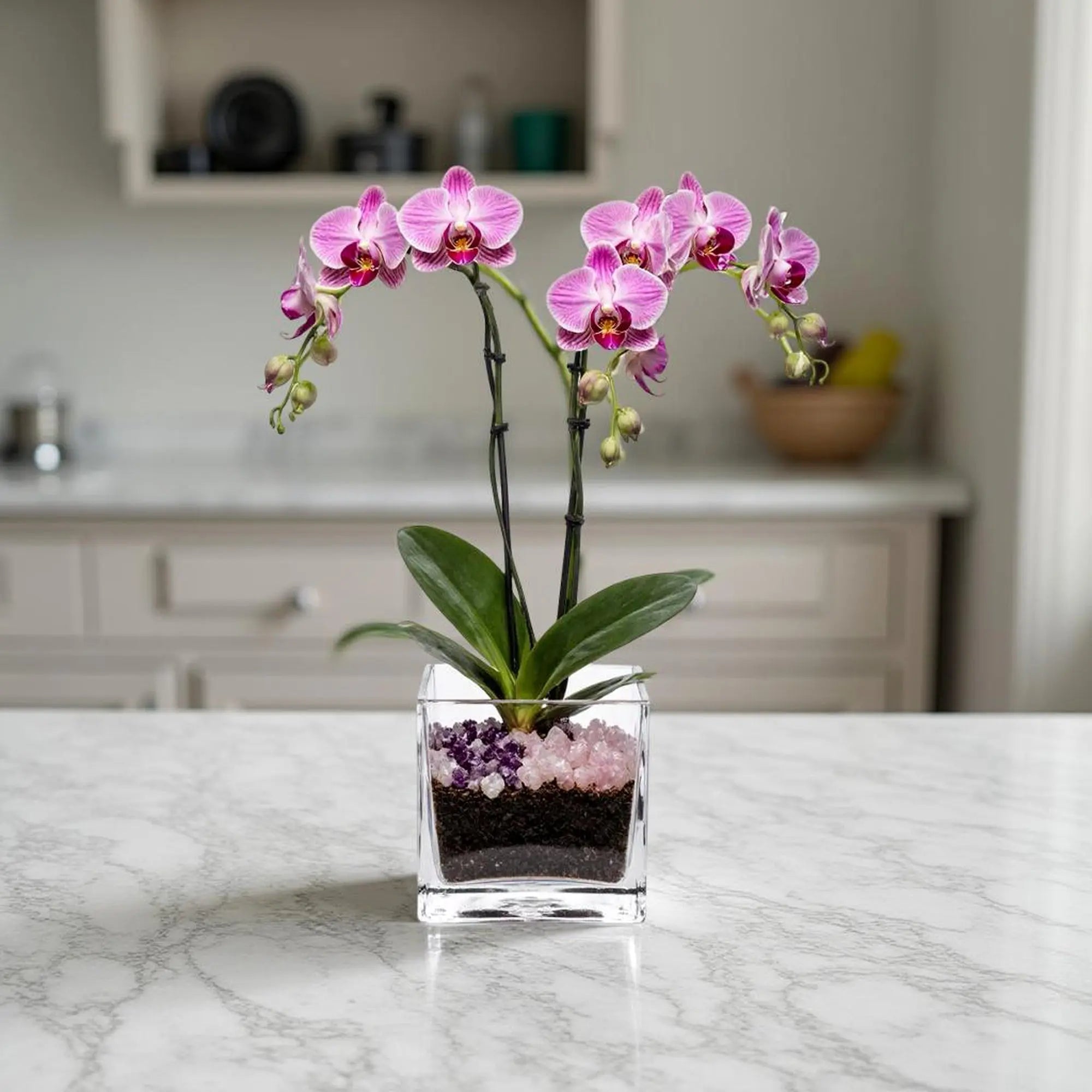 Premium Pink Phalaenopsis Orchid Plant - gallery image 4