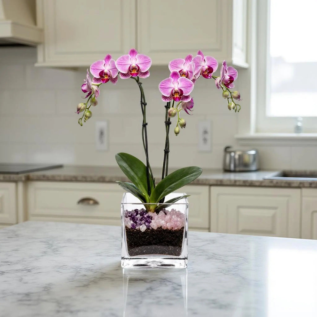 Premium Pink Phalaenopsis Orchid Plant - gallery image 5