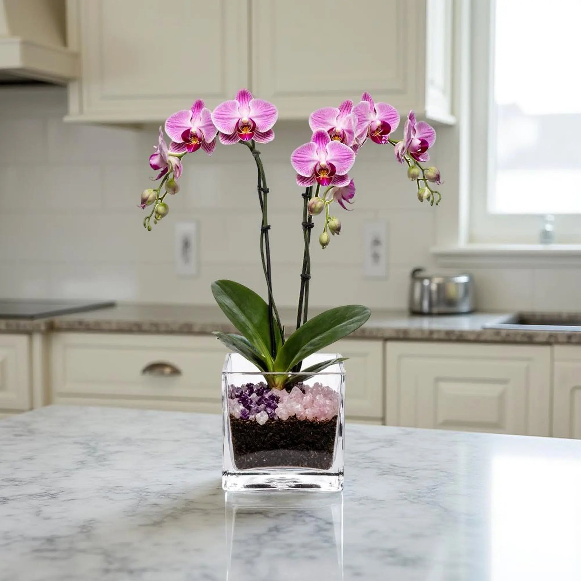 Premium Pink Phalaenopsis Orchid Plant - gallery image 5