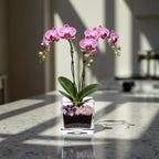 Premium Pink Phalaenopsis Orchid Plant - gallery image 6