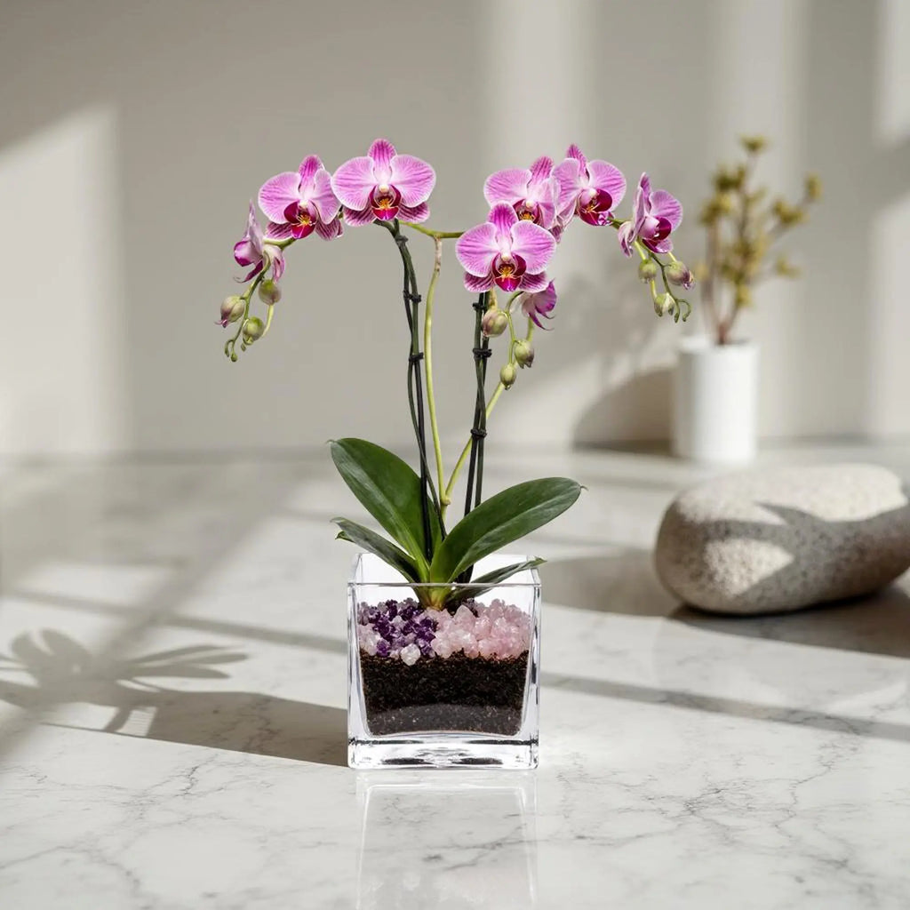 Premium Pink Phalaenopsis Orchid Plant - gallery image 7