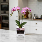 Premium Pink Phalaenopsis Orchid Plant - gallery image 8