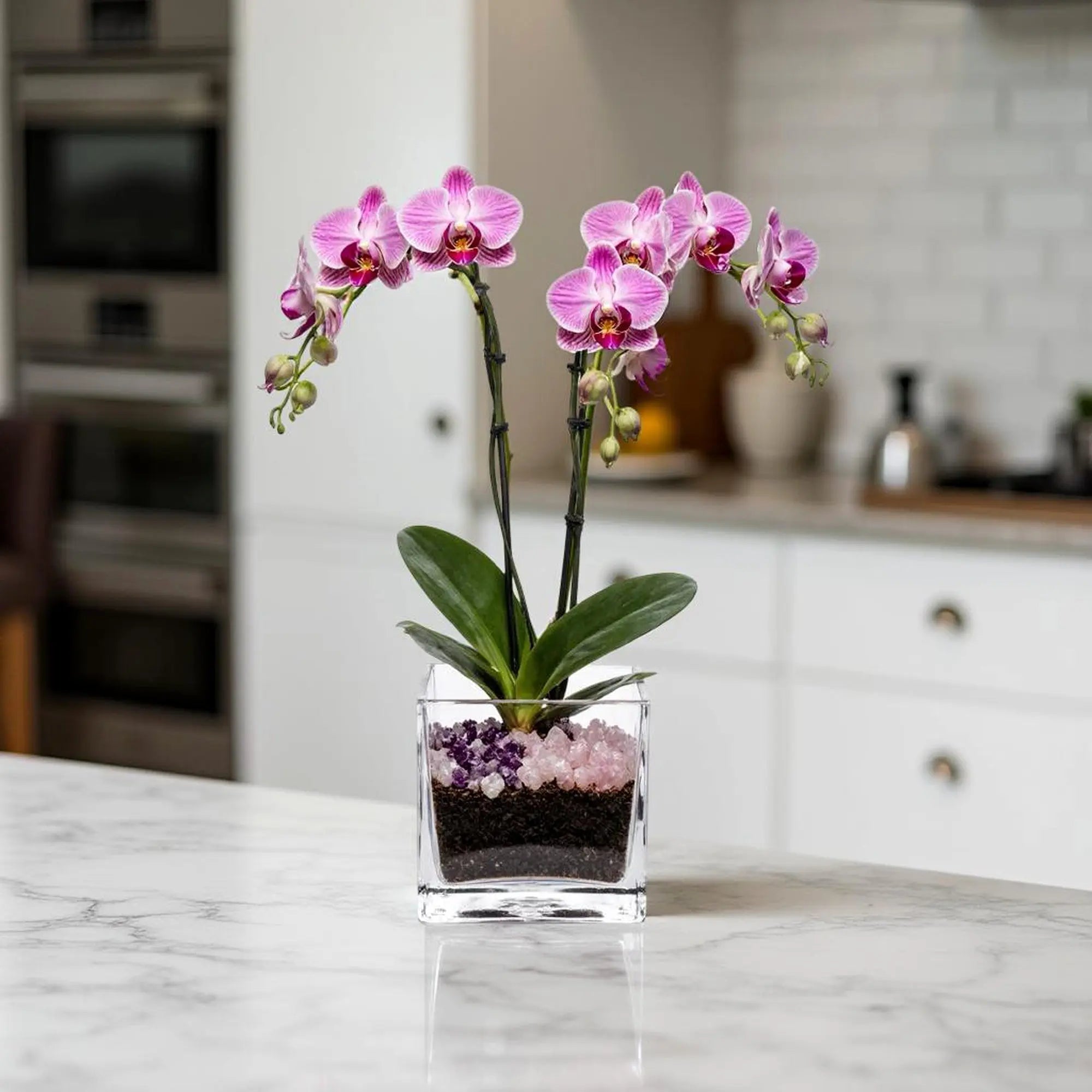 Premium Pink Phalaenopsis Orchid Plant - gallery image 8