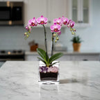Premium Pink Phalaenopsis Orchid Plant - gallery image 9