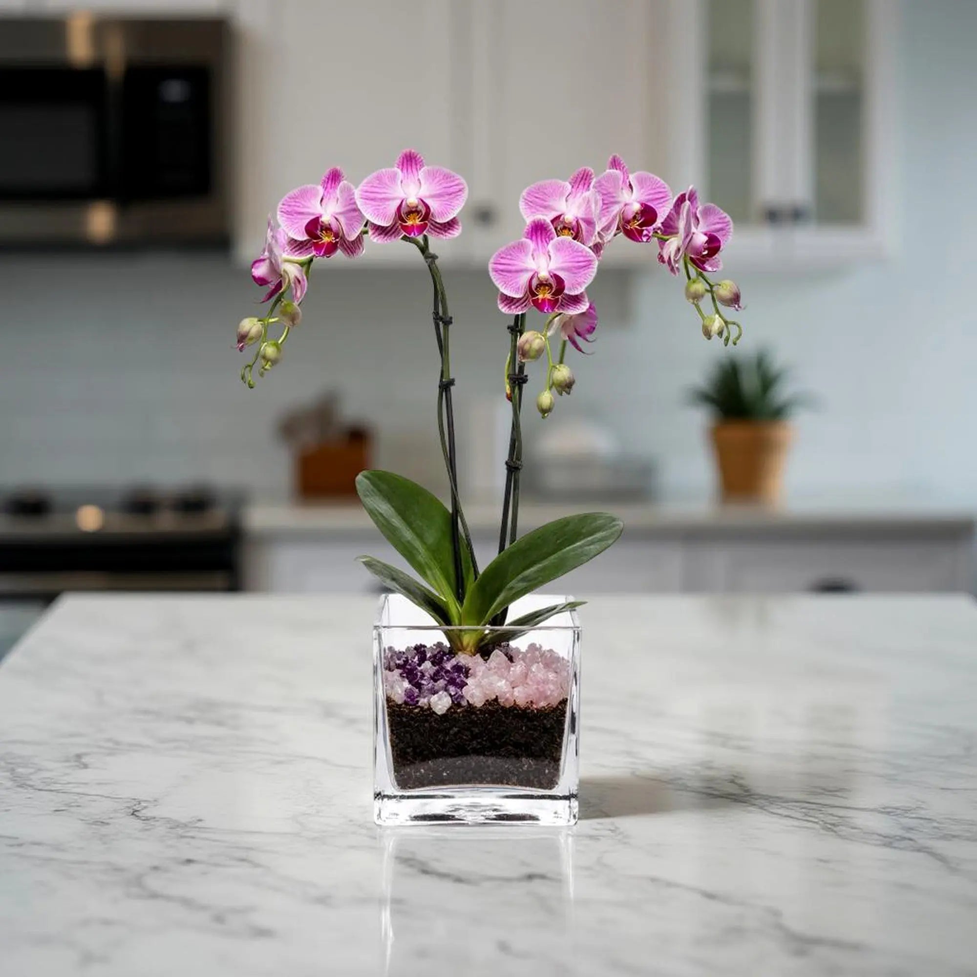 Premium Pink Phalaenopsis Orchid Plant - gallery image 9
