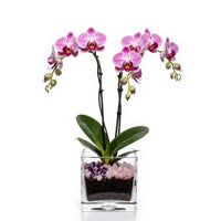 Premium pink Phalaenopsis orchid plant with rose quartz and amethyst