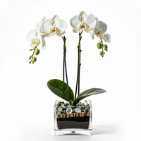 Premium white Phalaenopsis orchid plant with clear quartz and green aventurine