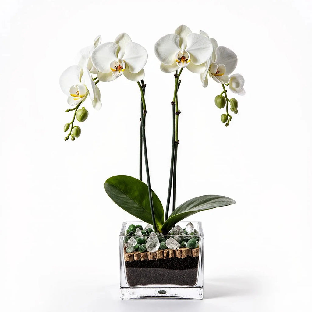 Premium white Phalaenopsis orchid plant with clear quartz and green aventurine