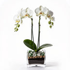 Premium white Phalaenopsis orchid plant with clear quartz and green aventurine