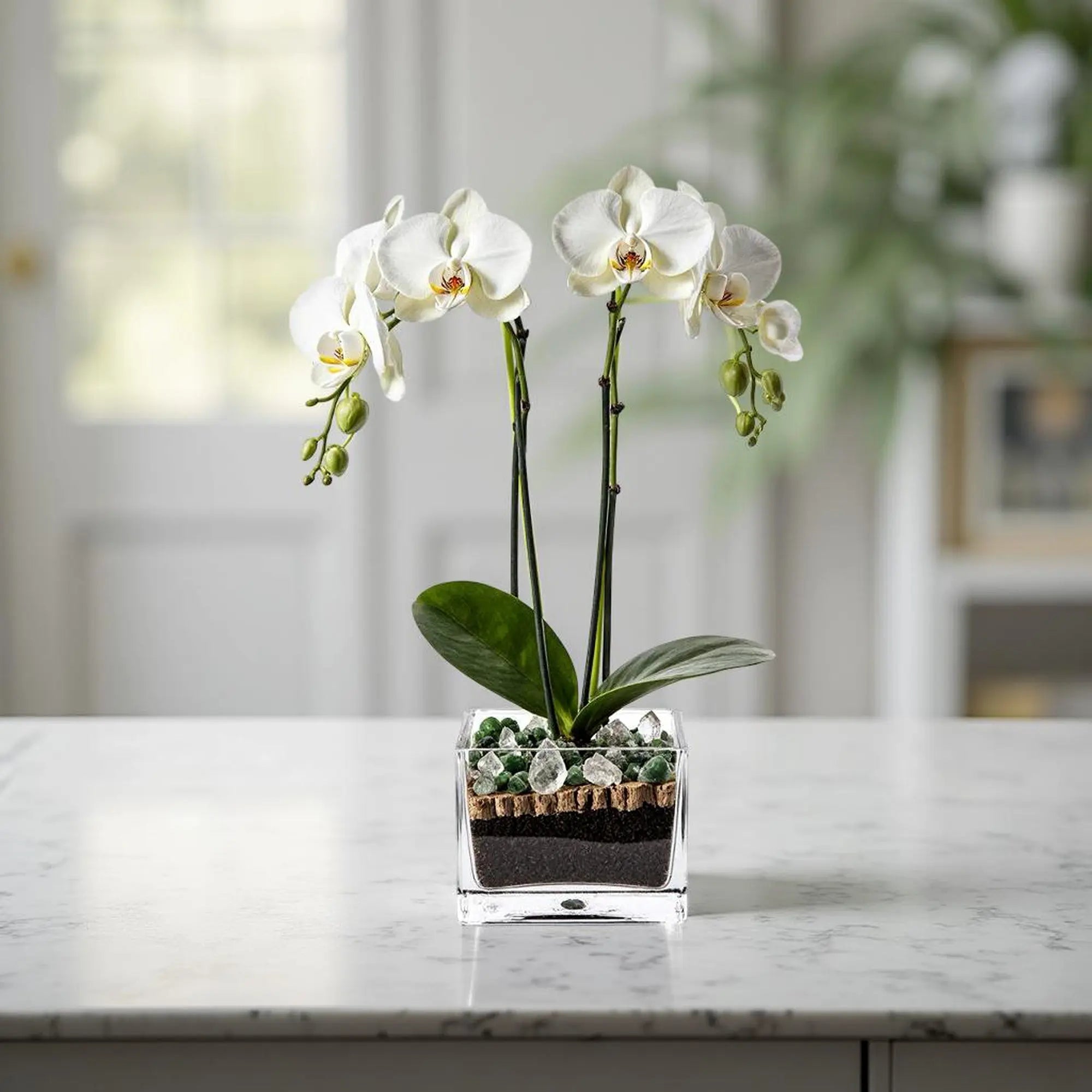Premium White Phalaenopsis Orchid Plant with clear quartz - gallery image 2