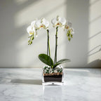 Premium White Phalaenopsis Orchid Plant with clear quartz - gallery image 3