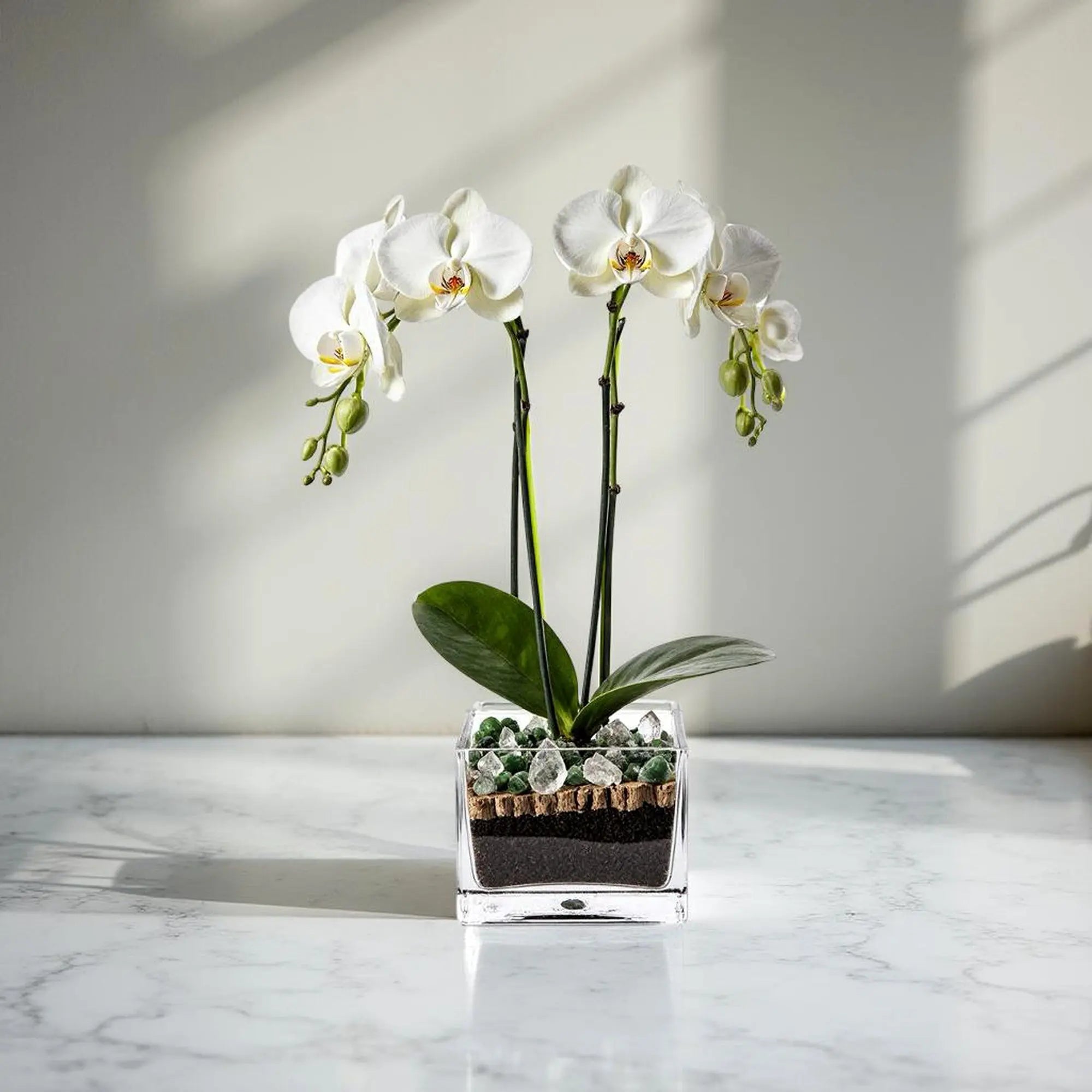Premium White Phalaenopsis Orchid Plant with clear quartz - gallery image 3