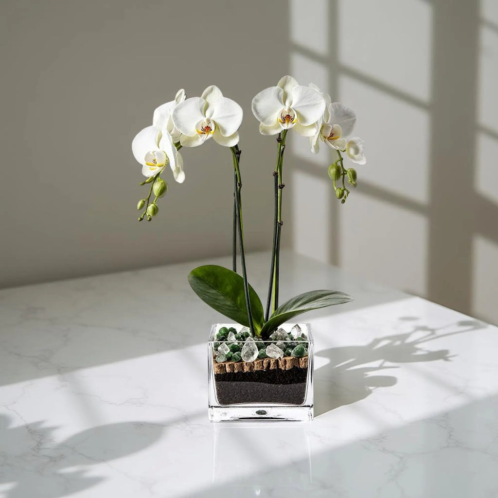 Premium White Phalaenopsis Orchid Plant with clear quartz - gallery image 4