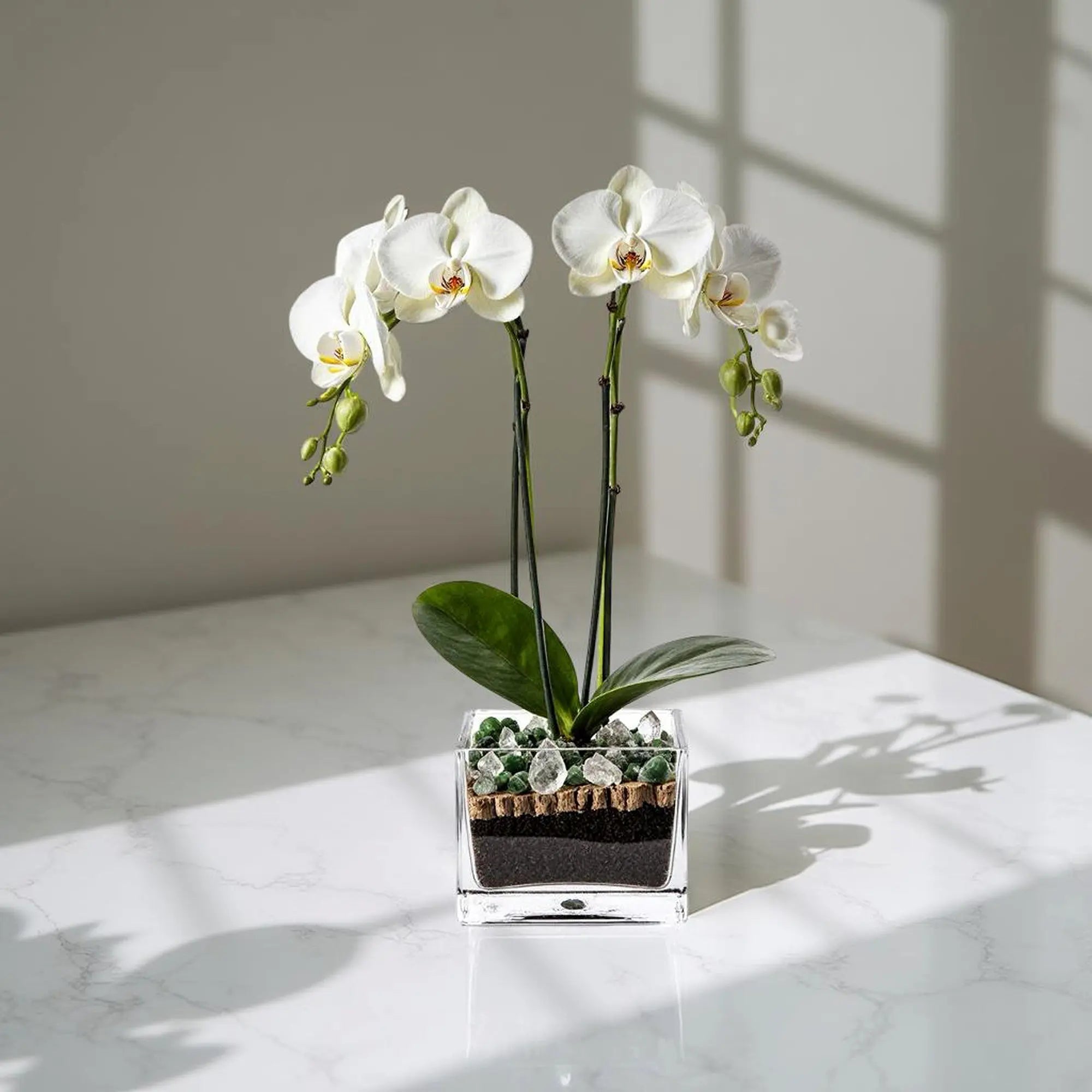 Premium White Phalaenopsis Orchid Plant with clear quartz - gallery image 4
