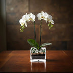 Premium White Phalaenopsis Orchid Plant with clear quartz - gallery image 5