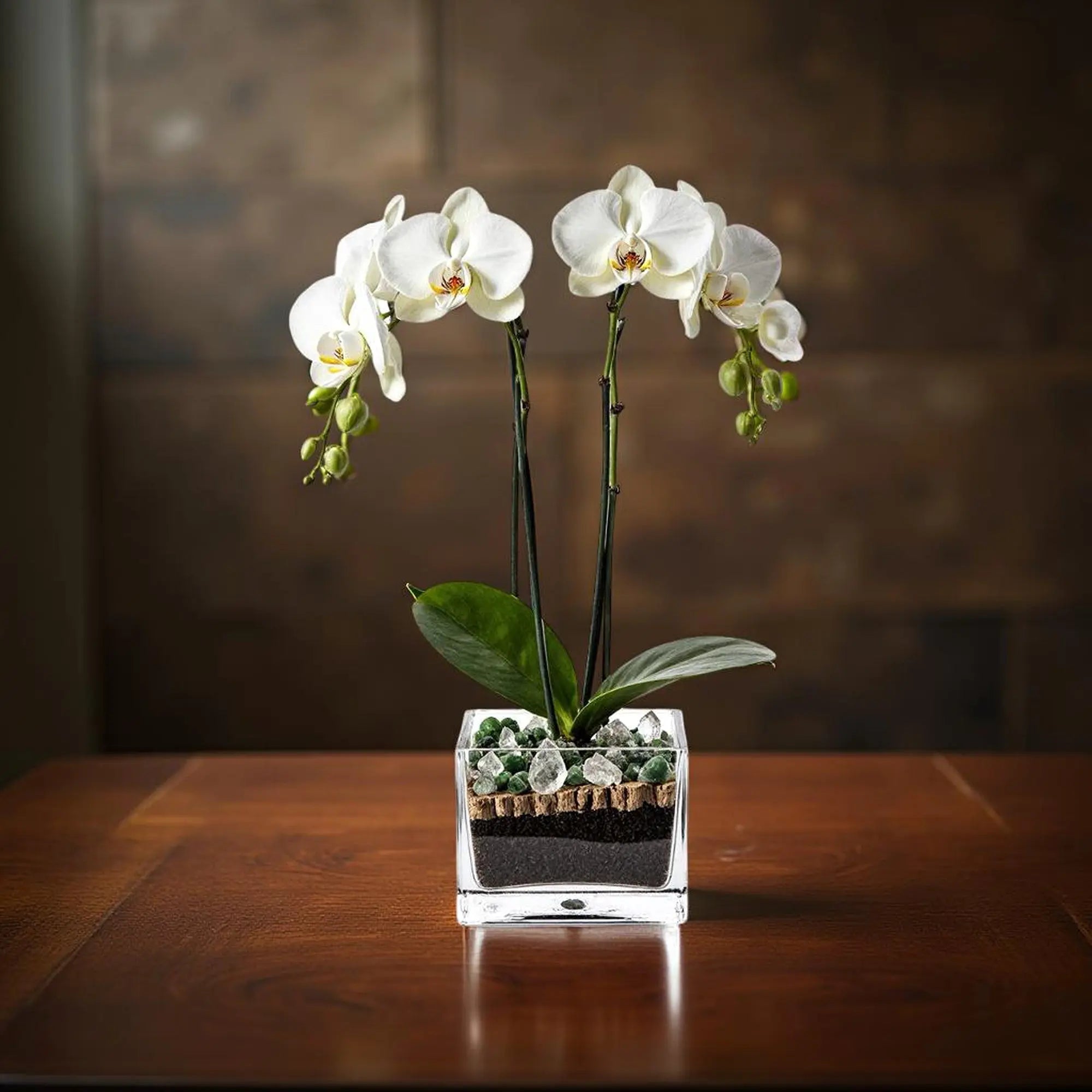 Premium White Phalaenopsis Orchid Plant with clear quartz - gallery image 5
