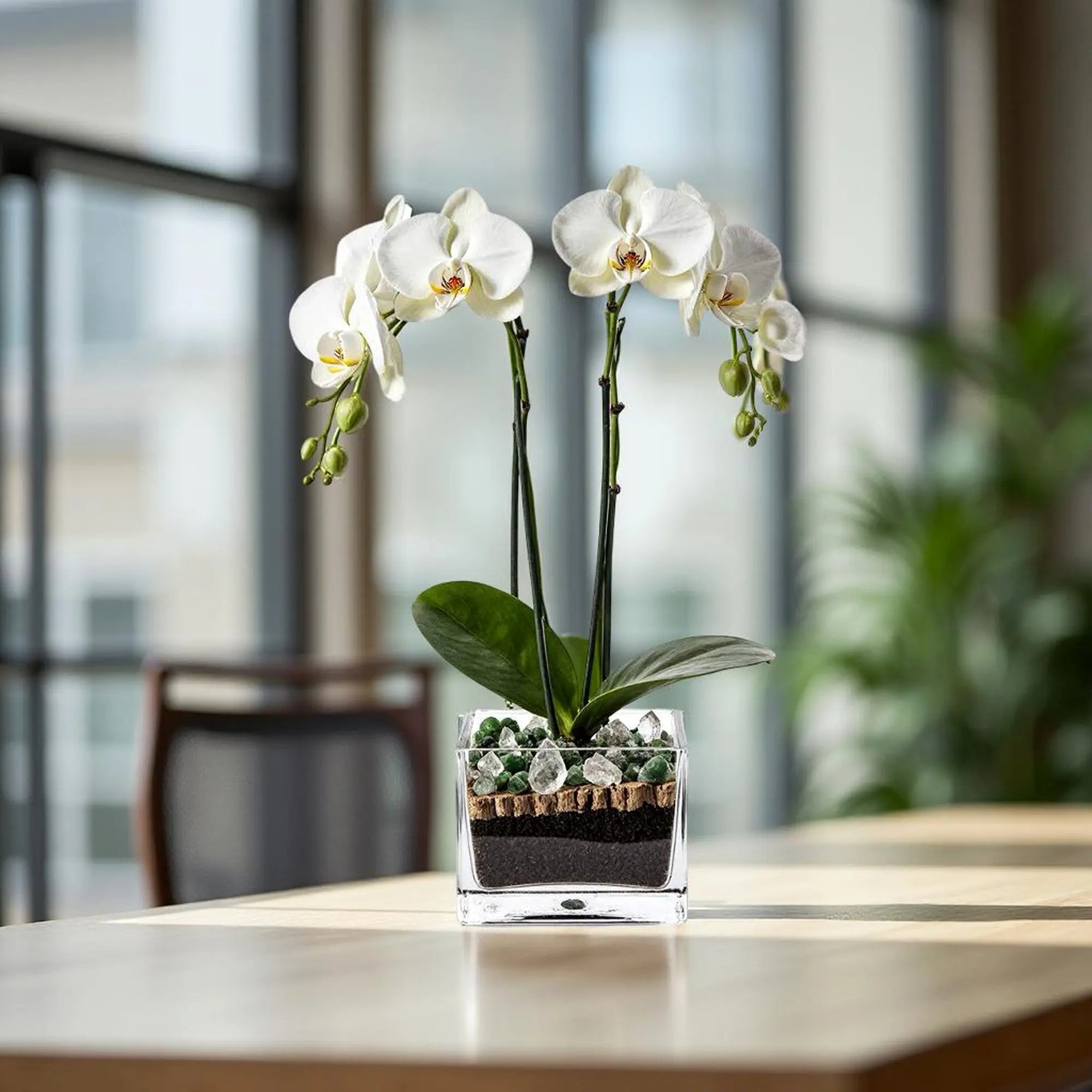 Premium White Phalaenopsis Orchid Plant with clear quartz - gallery image 6
