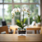 Premium White Phalaenopsis Orchid Plant with clear quartz - gallery image 8
