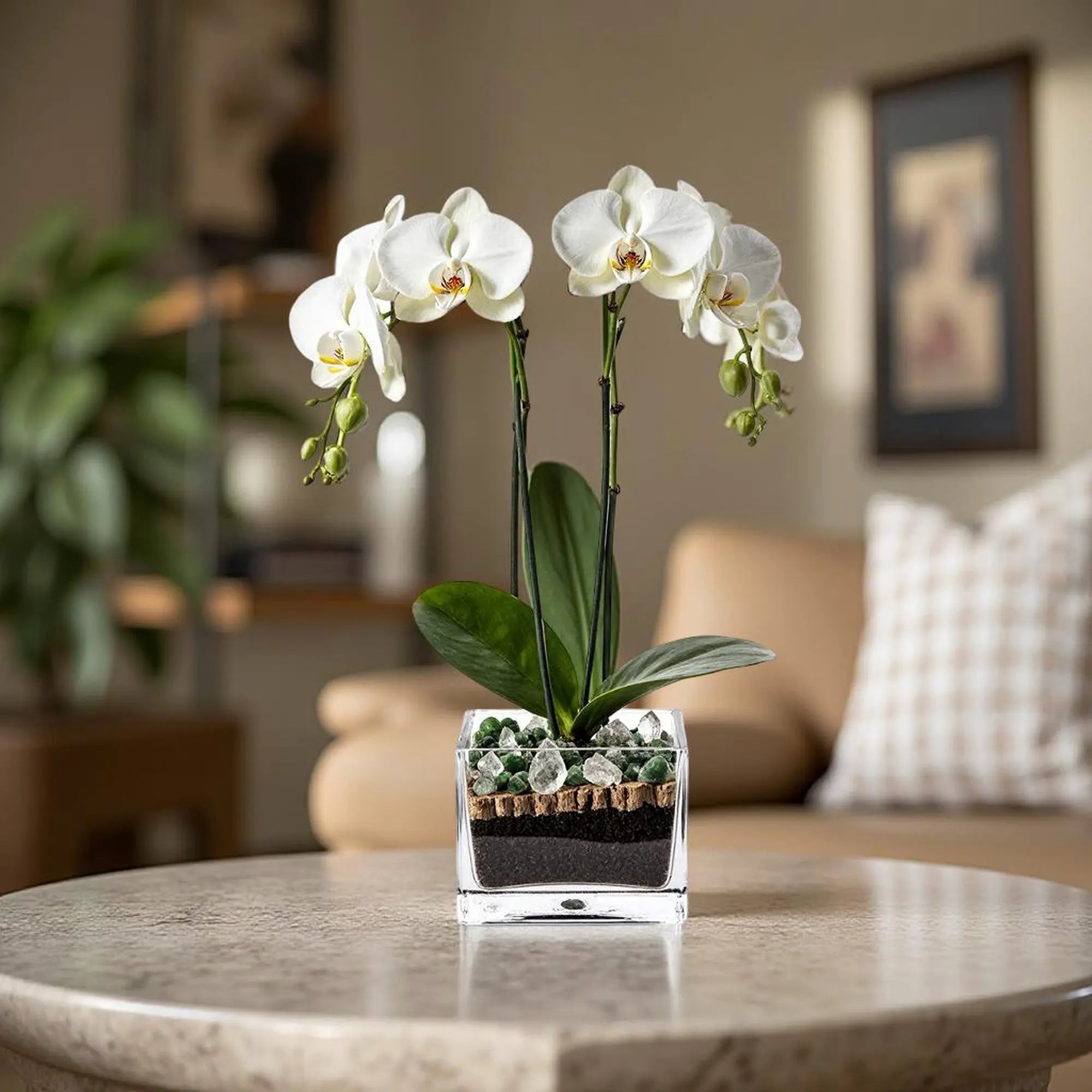Premium White Phalaenopsis Orchid Plant with clear quartz - gallery image 9