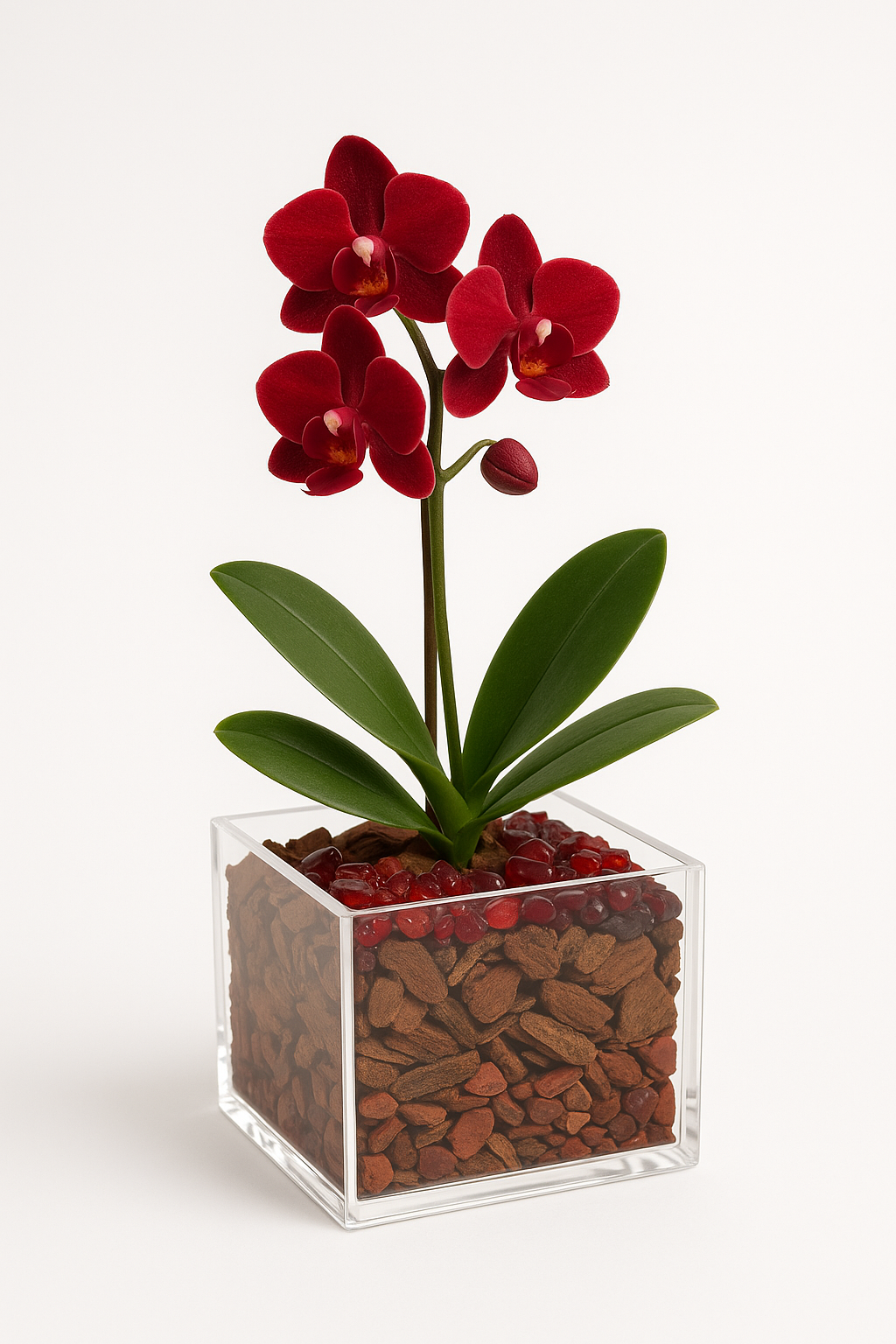 Grounded Harmony - Root Chakra Mini Orchid Garden