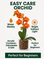 The Room Collective orange mini phalaenopsis orchid in an acrylic vase with visible roots. Easy care plant.