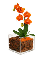 The Room Collective orange mini phalaenopsis orchid in a clear acrylic vase with carnelian stones and bark.