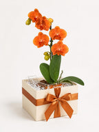 The Room Collective orange mini phalaenopsis orchid in a cream gift box with orange ribbon and bow, paired with carnelian crystal.