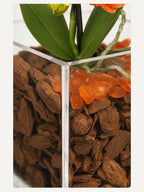 The Room Collective orange mini orchid in acrylic vase with carnelian stones and bark chips.