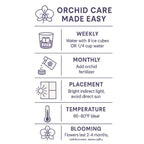 The Room Collective orchid care guide: weekly watering with ice cubes or water, monthly fertilizing, placement in bright indirect light, ideal temperature 65-80F, and blooming duration.