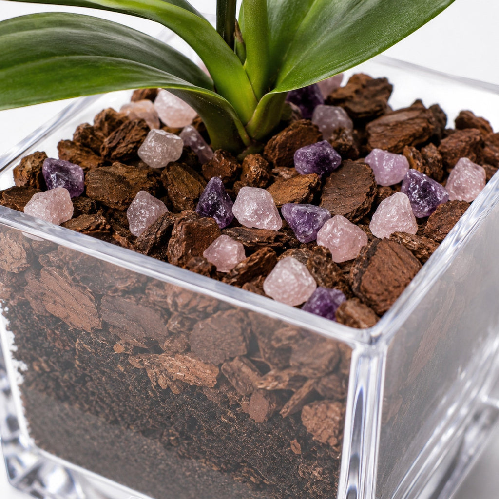 The Room Collective single stem Phalaenopsis orchid plant in a clear cube pot with bark and amethyst crystal accents.